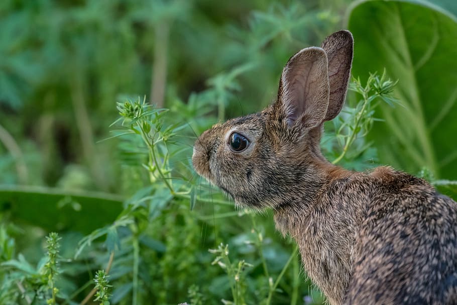 brown hare near plants, rabbit, animals, mammals, fluffy, furry