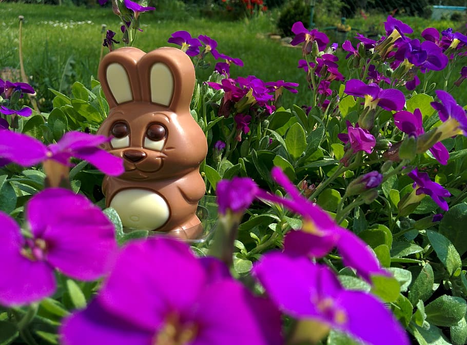 brown rabbit toy on purple petaled flowers, chocolate bunny HD wallpaper