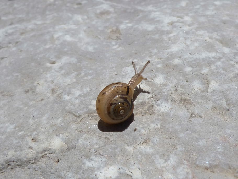 Snail, rock small, tiny, difficulty, one animal, animal themes HD wallpaper