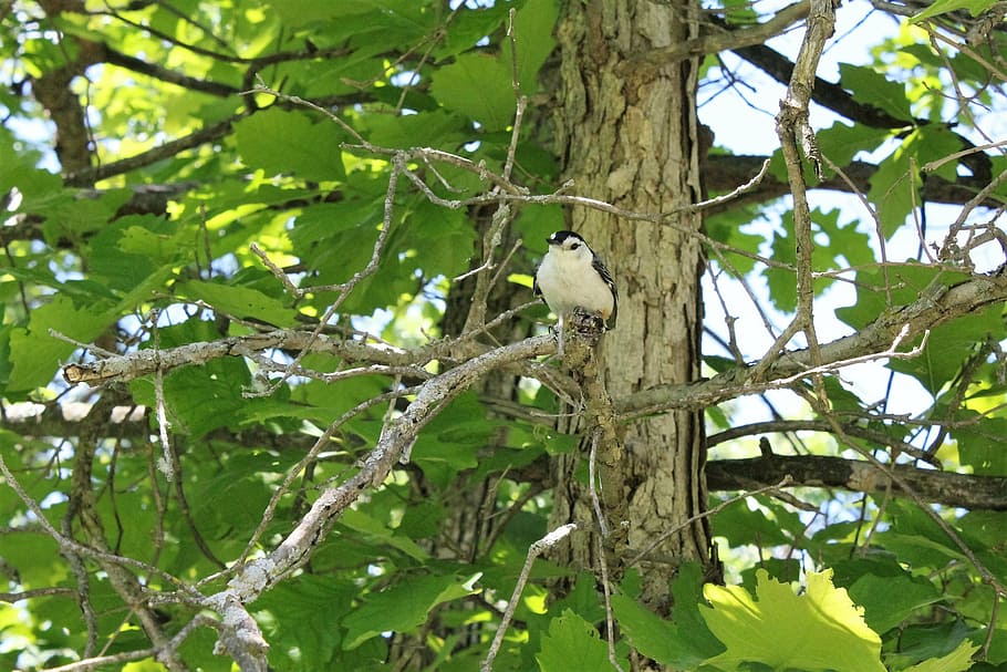 nuthatch, white, breasted, wildlife, bird, michigan, nature HD wallpaper