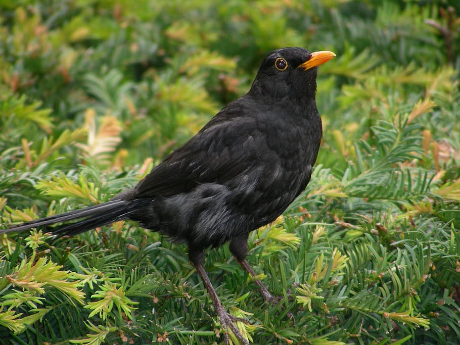 blackbird, animal, songbird, blackbird male, animal themes, HD wallpaper