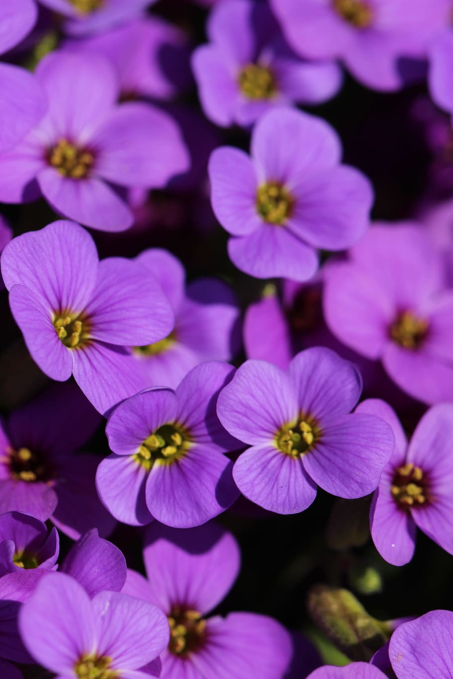 Spring, Nature, Blossom, Summer, Garden, petal, floral, bloom HD wallpaper