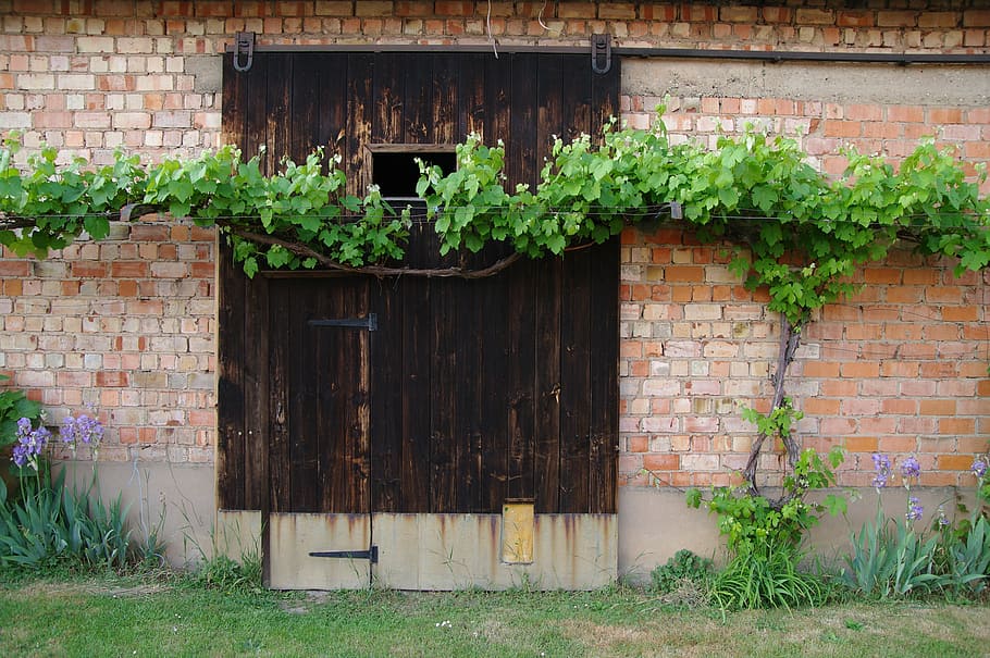 vine, barn door, red brick wall, wood, alsace, village, eschbach, HD wallpaper