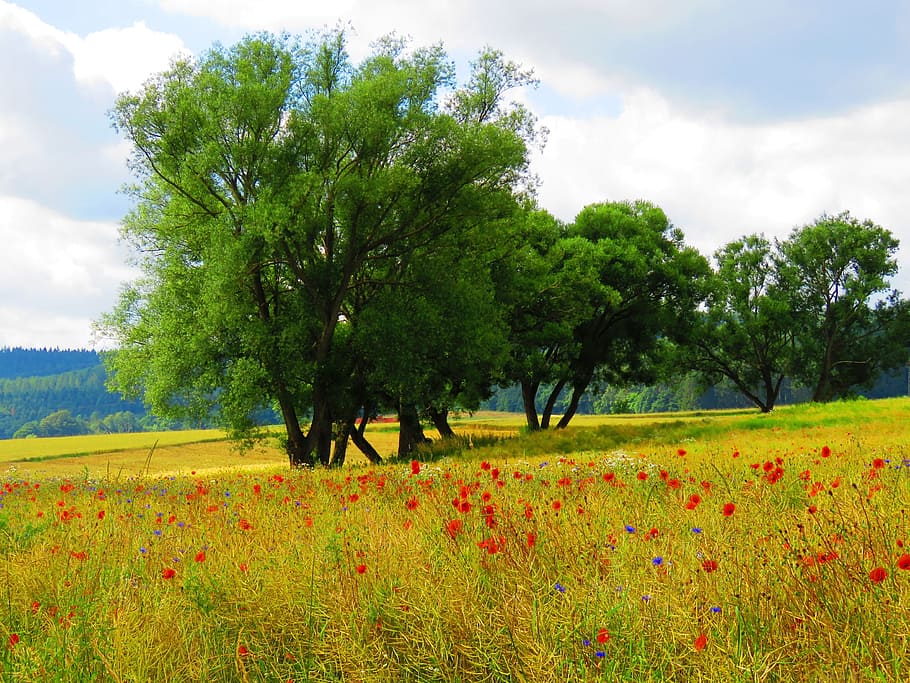 green trees beside red petaled flowers field at daytime, Poppy