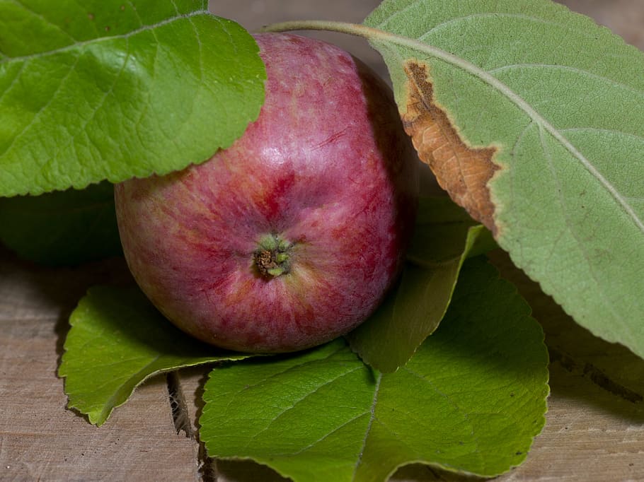 fruit, apple, leaves, apfelernte, garden, leaf, plant part HD wallpaper