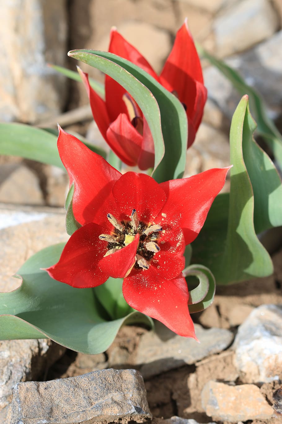 green, red, flower, garden, plant, flowers, beautiful, macro HD wallpaper