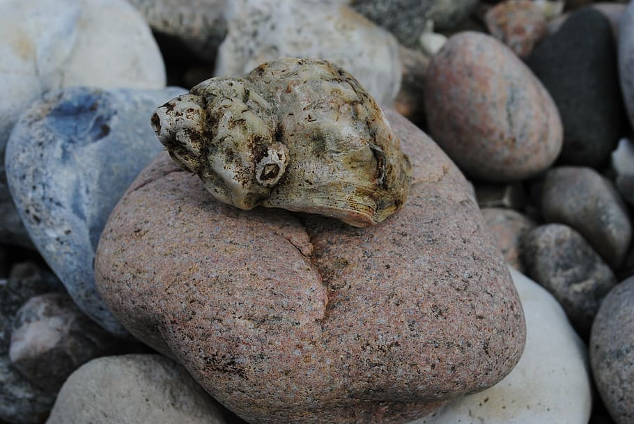 clam, beach, must, solid, rock, close-up, no people, rock - object HD wallpaper