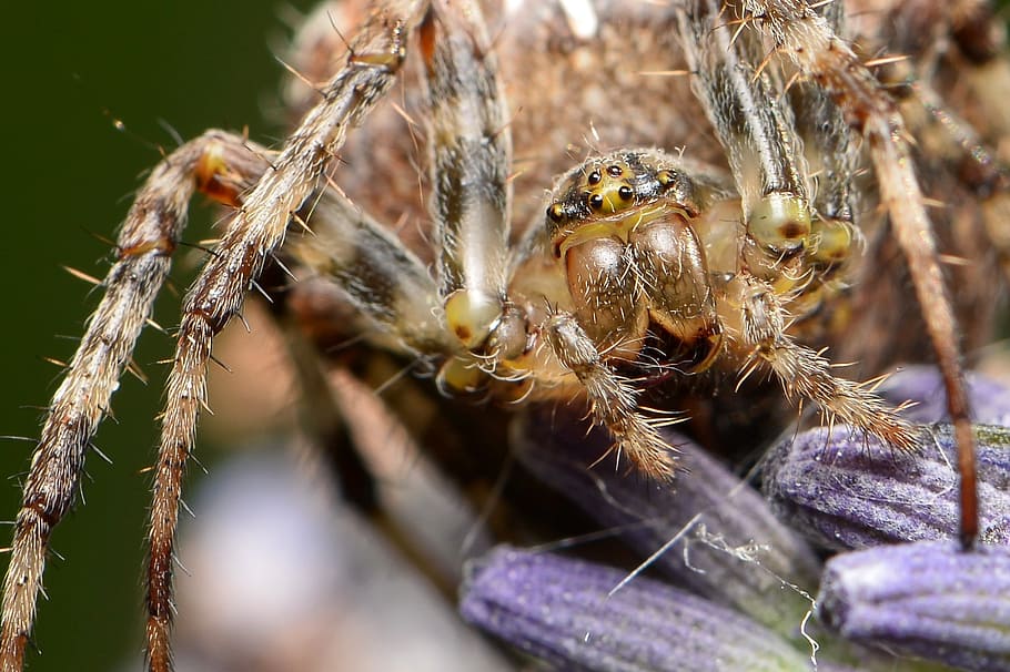 spider, macro, animals in the wild, invertebrate, animal wildlife HD wallpaper