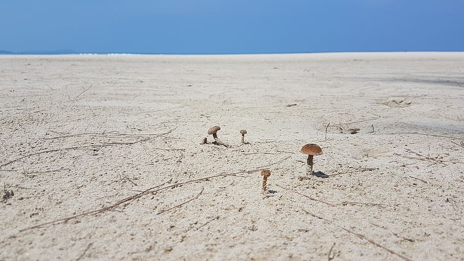 sand, mushrooms, solitude, life, beach, sky, blue, desert, land HD wallpaper