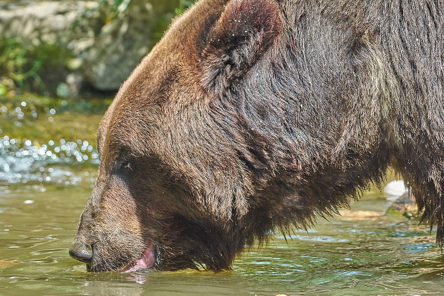 bear, drink, river, brown, water, nature, wild, one animal HD wallpaper