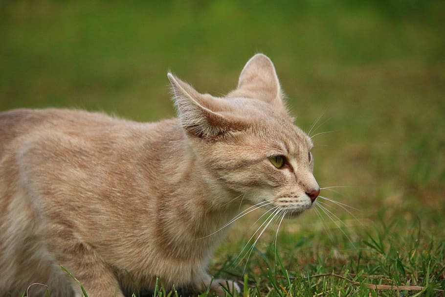 cat, mieze, kitten, mackerel, tiger cat, breed cat, animal HD wallpaper