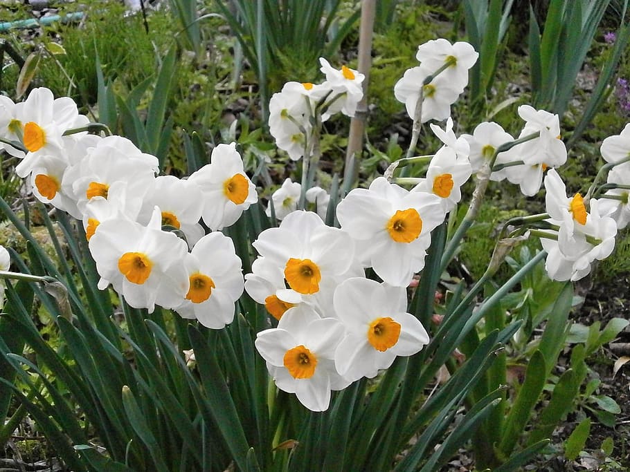 narcissus, spring flowers, flowering plant, fragility, vulnerability HD wallpaper