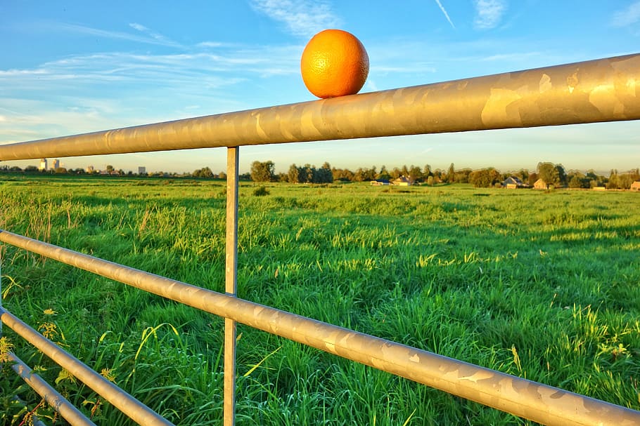 orange, fruit, bar, gate, countryside, blue skies, orange on bar HD wallpaper