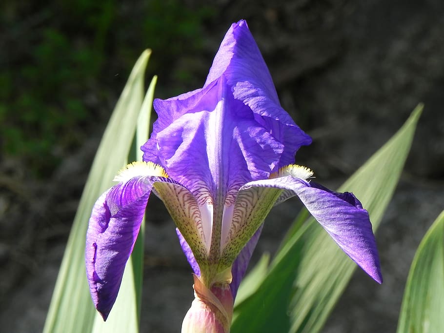 nature, flower, plant, leaf, outdoors, purple, lily, flowering plant