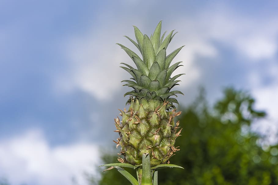 mini pineapple, plan, eat, tropical, fruit, small, baby, sweet HD wallpaper