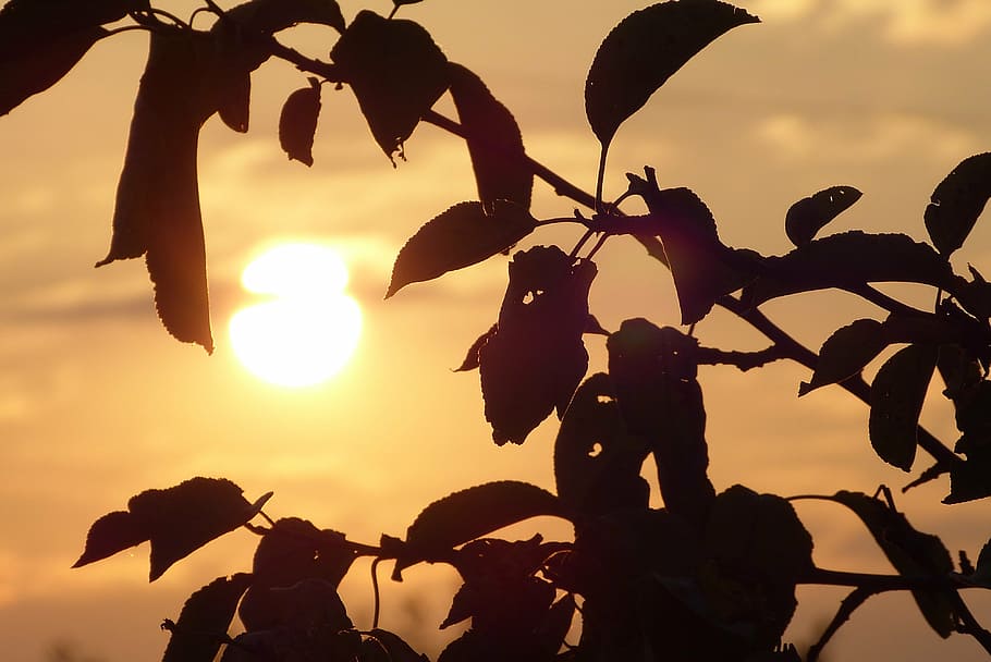sunset, the sun, sky, twilight, silhouette, nature, orange color HD wallpaper