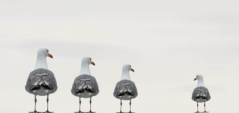 four grey birds, gulls, fun photo, composing, background image HD wallpaper