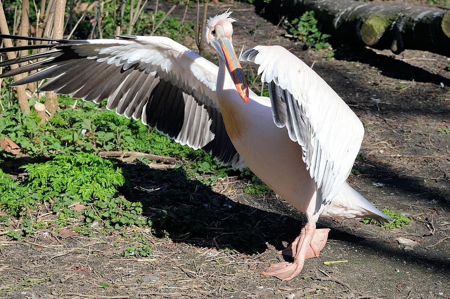 white bird spreading its wings, pelican, tropical, couple, fly