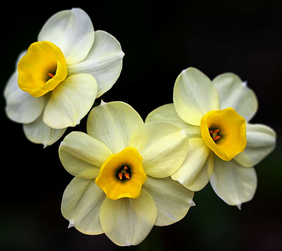flower, nature, macro, spring, plant, green, garden, foliage HD wallpaper