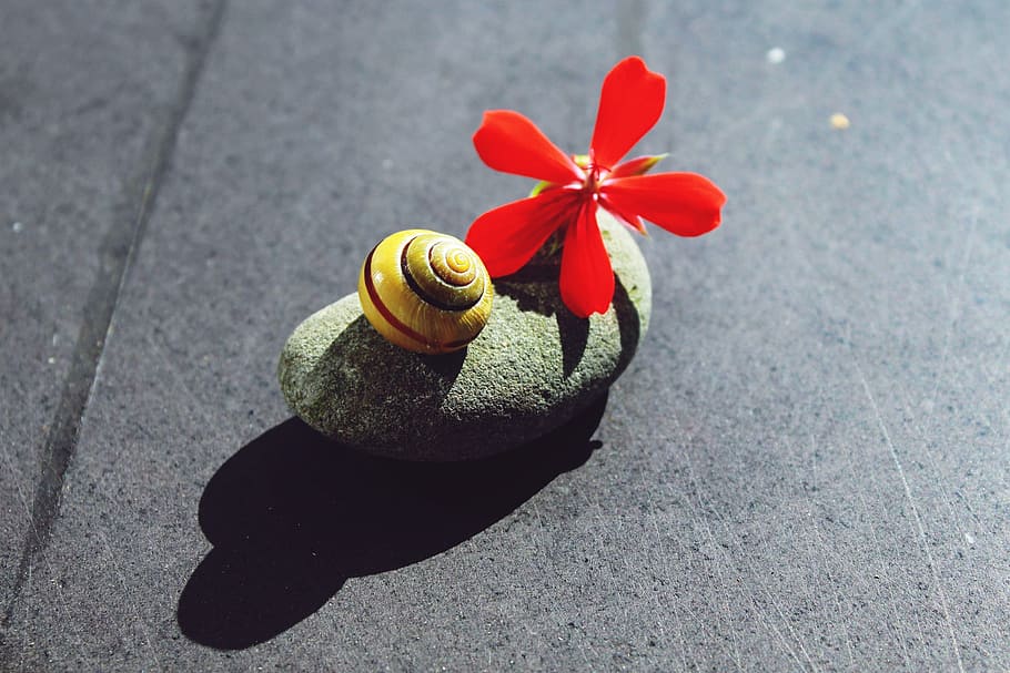 gray stone fragment with flower, Close, Nature, Decoration HD wallpaper