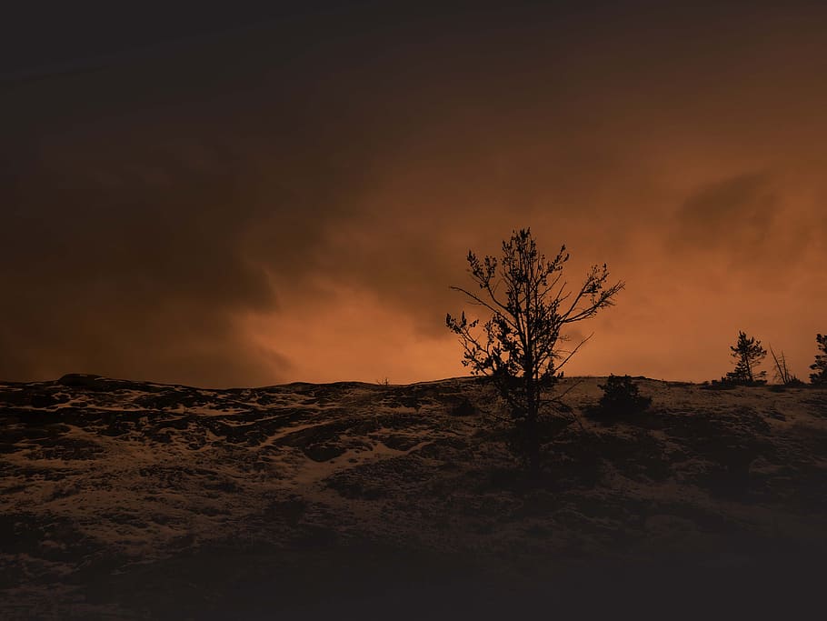 landscape, sunset, barren, tree, nature, yellowstone, sky, beauty in nature HD wallpaper