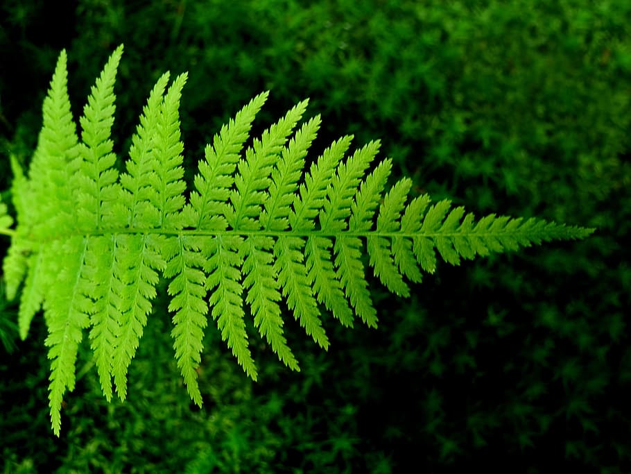 Fern, Bracken, green, green color, nature, leaf, no people HD wallpaper