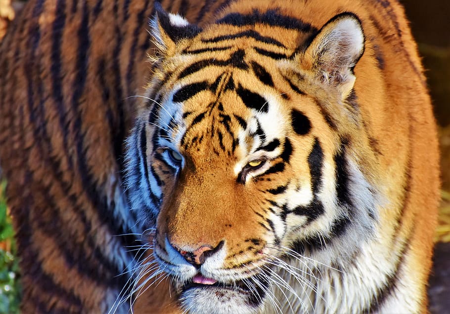 tiger, cat, predator, wildcat, big cat, dangerous, noble, majestic HD wallpaper