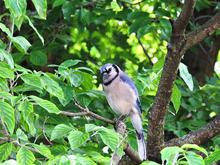 Blue Jay, Blue Jays, Bluejay, one animal, bird, animal wildlife HD wallpaper