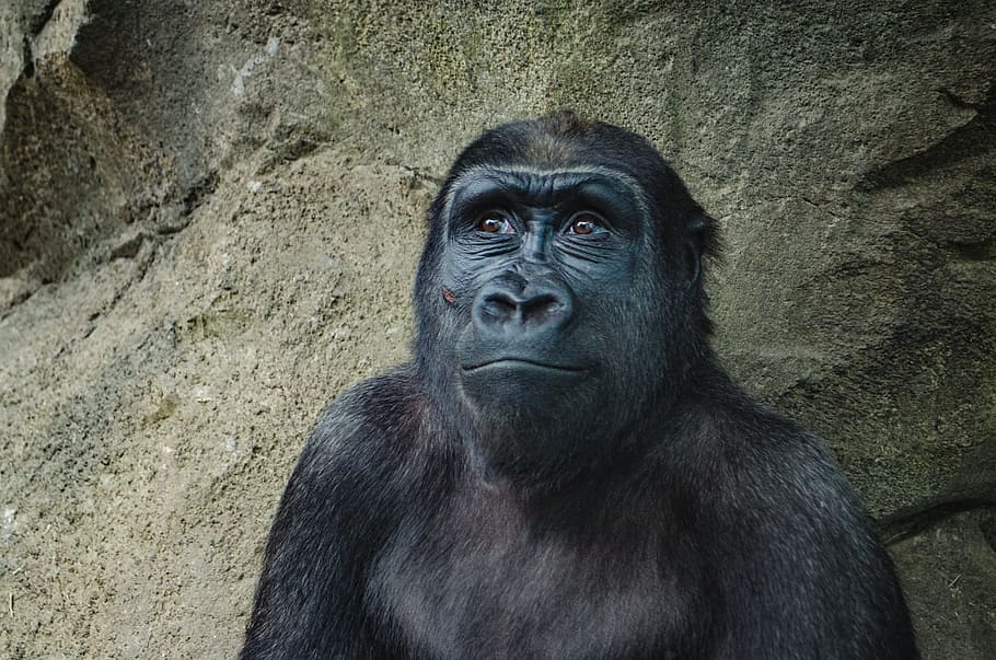 closeup photo of black gorilla, black monkey, day, time, ape HD wallpaper