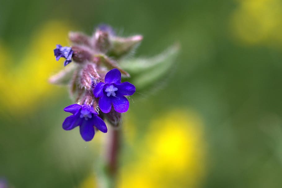 Cornflower, Camp, Wild, Blue, plant, nature, fragility, purple HD wallpaper