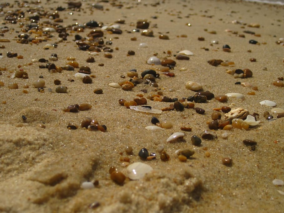 Sand, Beach, Stones, Coasts, large group of animals, no people HD wallpaper