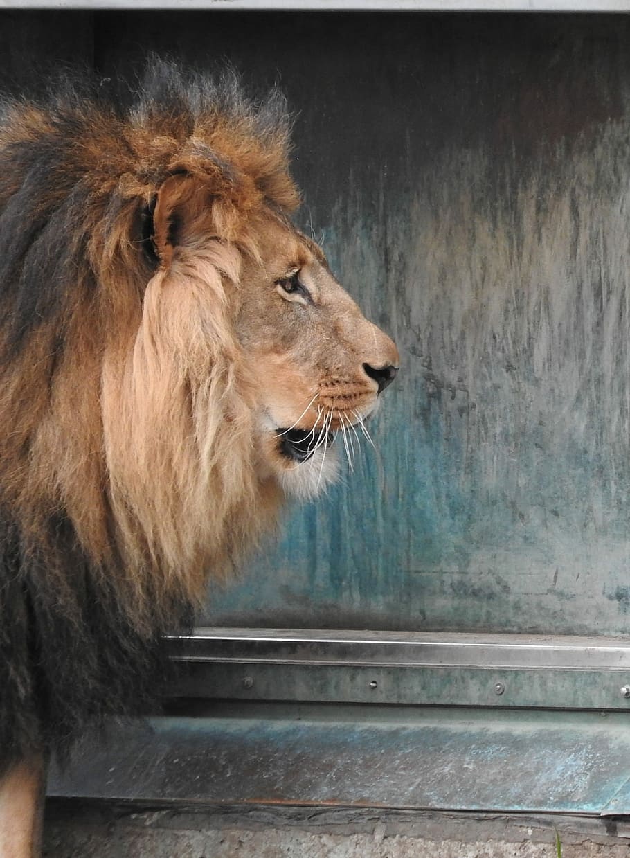 Lion, Predator, Mane, one animal, lion - feline, animal themes HD wallpaper