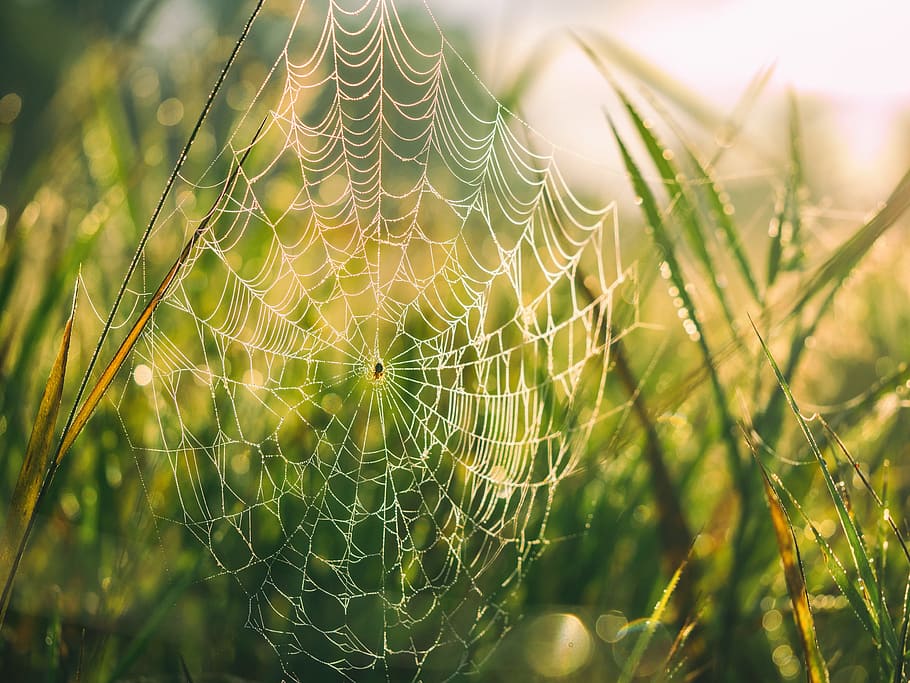 spider, web, green, grass, nature, outdoor, bokeh, sunrise HD wallpaper