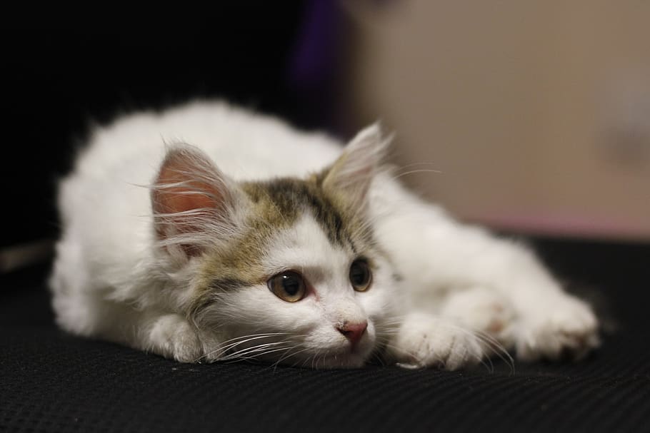 kitty, animal, cat, pets, domestic, mammal, domestic cat, animal themes HD wallpaper