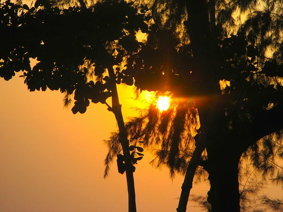 sunset, evening sky, thailand, tree, plant, silhouette, beauty in nature HD wallpaper