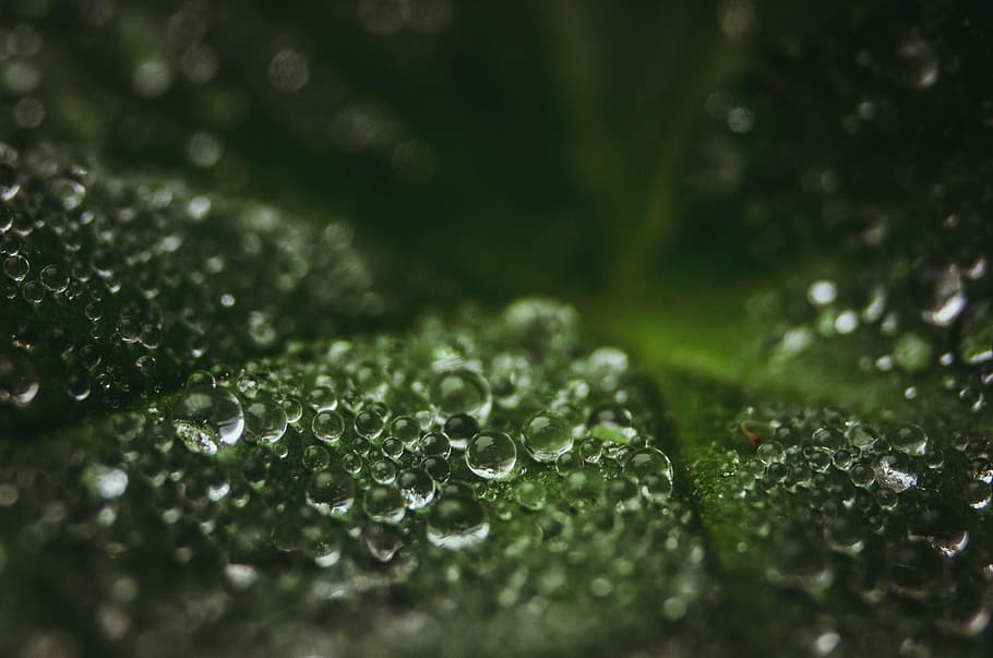 macrophotograph of water dew on green leaf, shallow focus photography of droplets, HD wallpaper