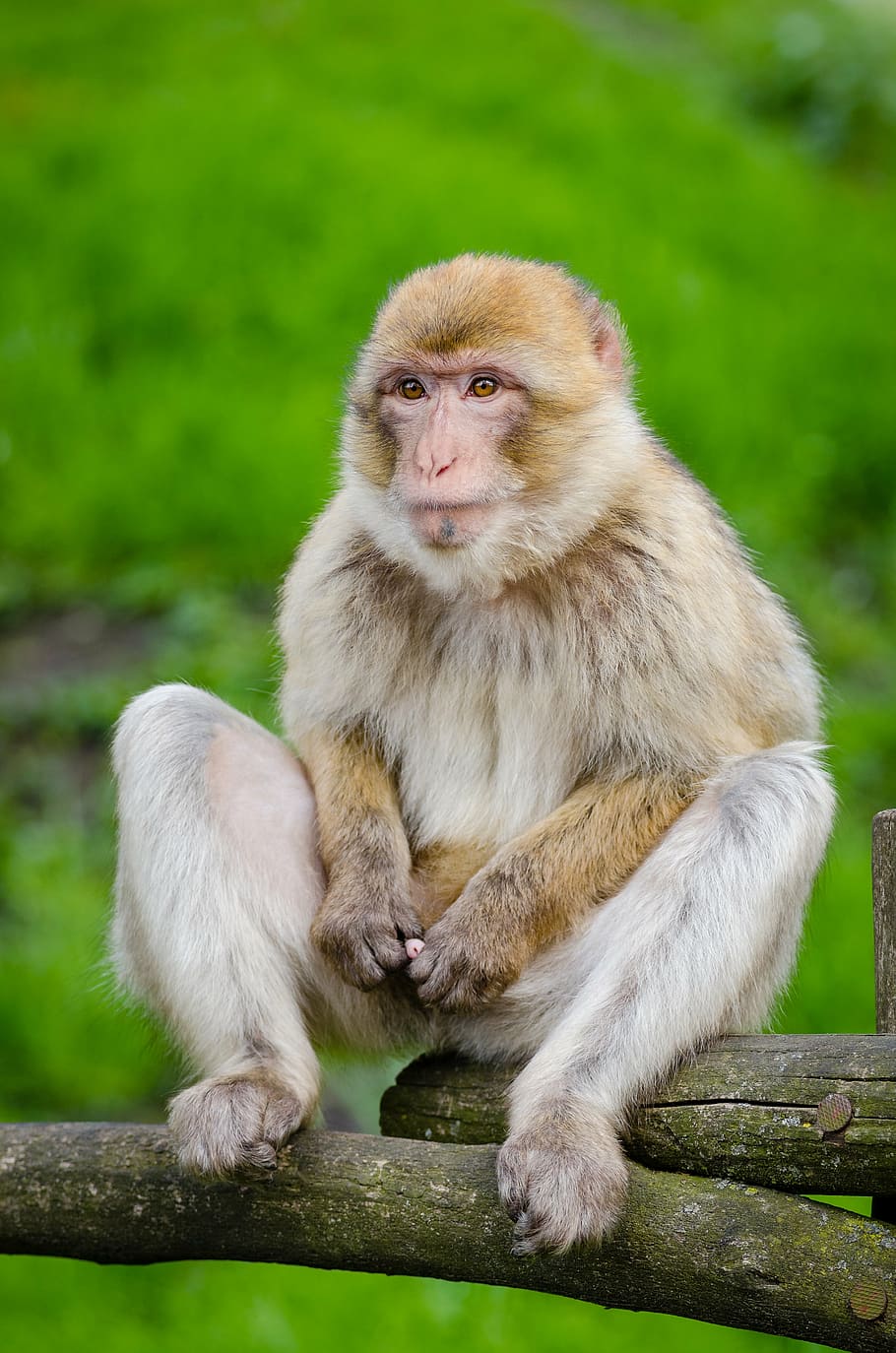 animal, cute, monkey, primate, wildlife, mammal, animal wildlife HD wallpaper
