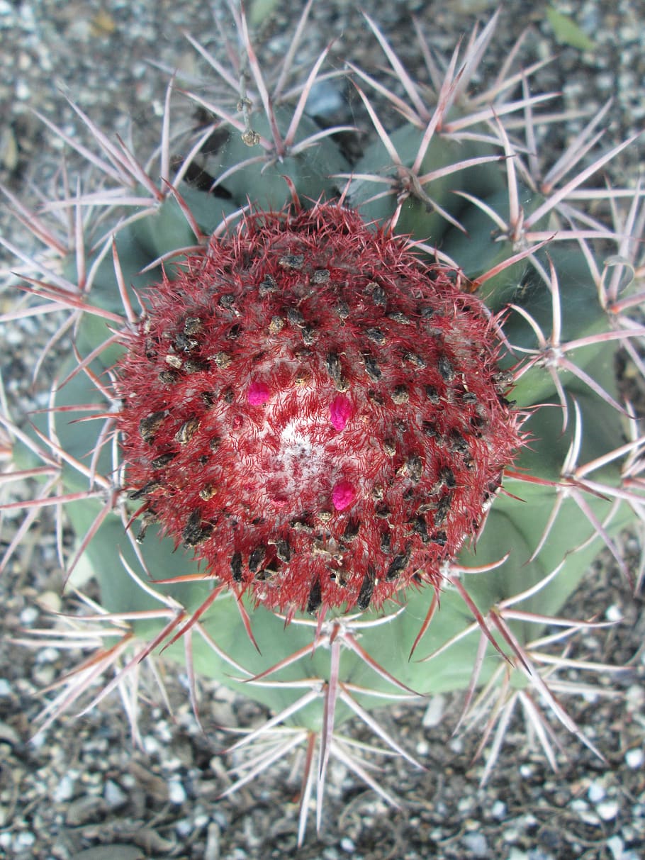 nature, spine, cactus, flora, sharp, prickly, succulent, flower HD wallpaper