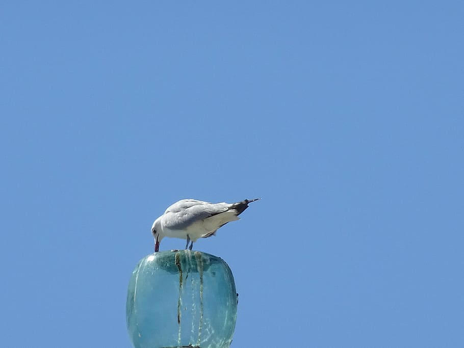 seagull, beach, blue, bird, vertebrate, animals in the wild HD wallpaper