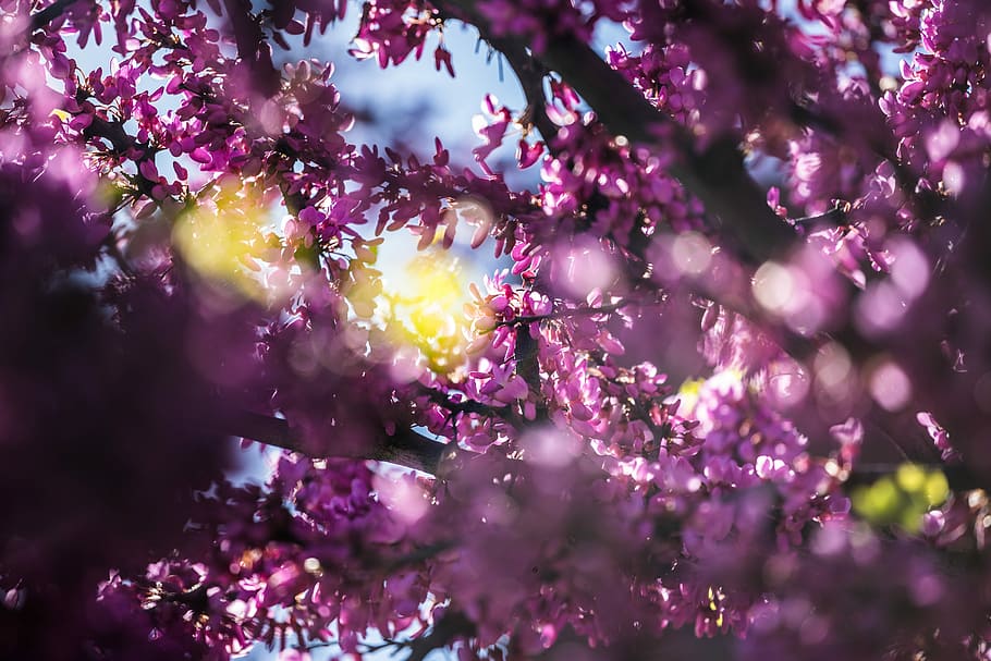 purple flowers, shallow focus photography of purple leafed tree during daytime HD wallpaper