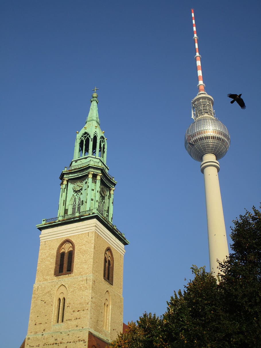 tv tower, st mary's church, berlin, bird, capital, alexanderplatz