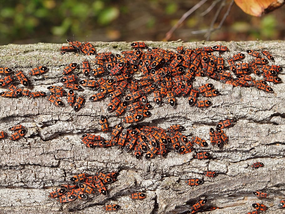 chinch bugs, insect, animal, nature, forest, autumn, wood, log, HD wallpaper