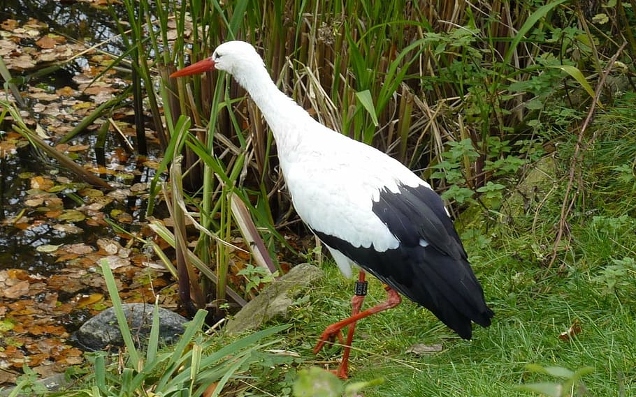 stork, waters, intervention, bird, animal, nature, animal themes HD wallpaper
