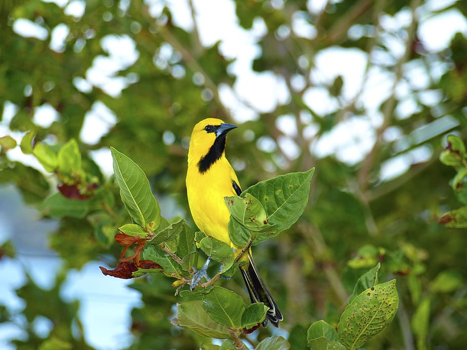 Bird, Curacao, Caribbean, trupial, yellow, black, colorful