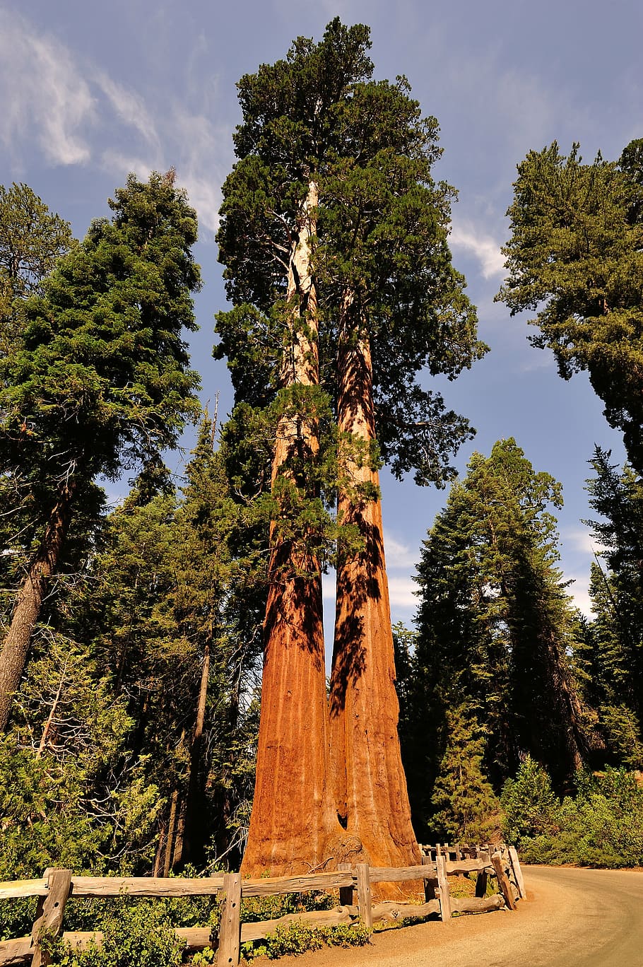sequoia, usa, national park, red, california, tree, tribe, plant