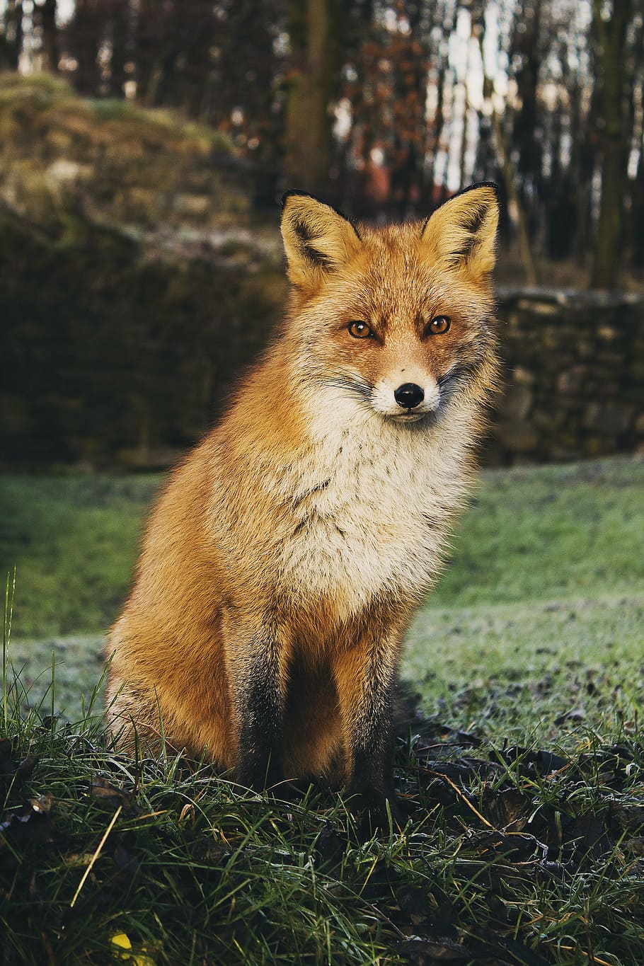 fox sitting on grass near trees, green, animals, wildlife, beautiful HD wallpaper