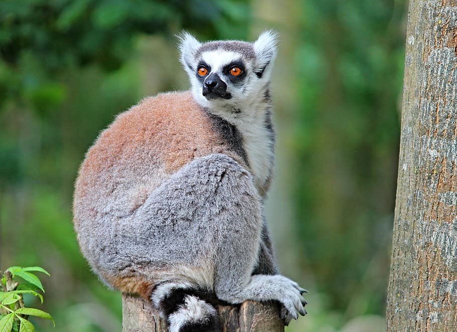 gray and brown lemur, maki, lemure, primate, watch, eyes, curious HD wallpaper