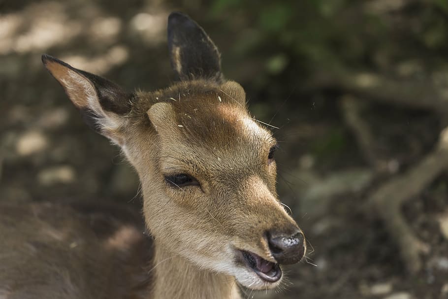 fawn, roe deer, forest, nature, red deer, wild, animal, animal themes HD wallpaper