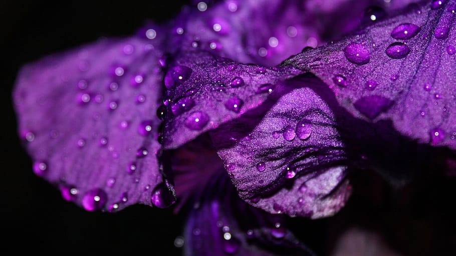 Iris, Flower, waterdrops, purple, petal, beauty in nature, only women HD wallpaper