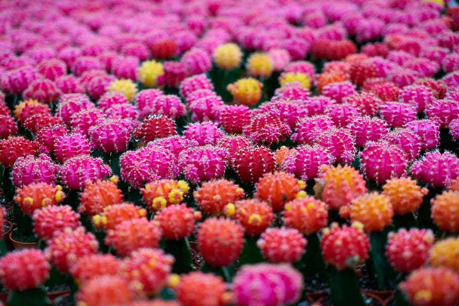 cactus, plant, macro, flower, needle, nature, flower picture HD wallpaper
